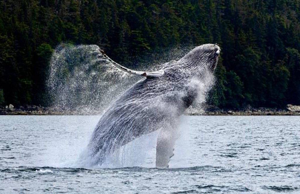 Humpback whale breaching out of the water against the Samana coastline